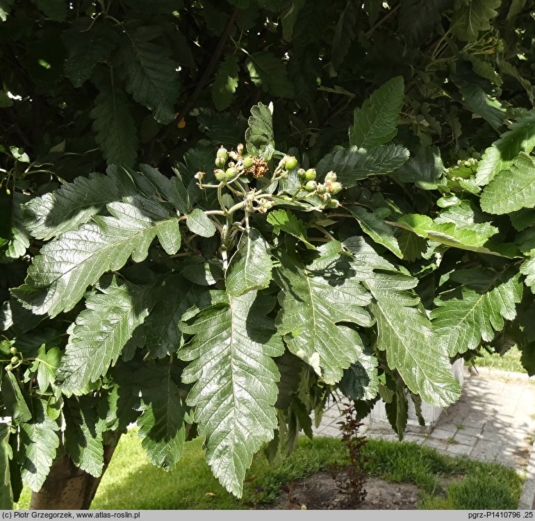 Sorbus hybrida (jarząb pośredni)