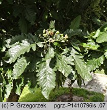 Sorbus hybrida (jarząb pośredni)