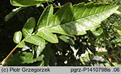 Sorbus hybrida (jarząb pośredni)