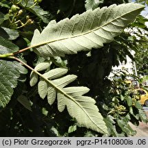 Sorbus hybrida (jarząb pośredni)