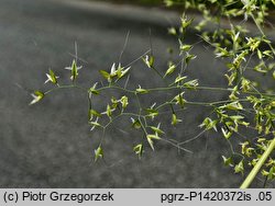 Apera spica-venti (miotła zbożowa)