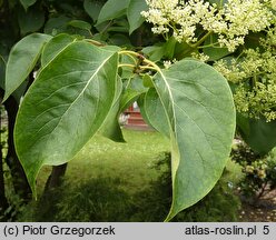 Syringa reticulata ssp. amurensis (lilak amurski)