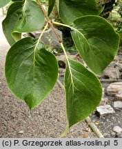 Syringa reticulata ssp. amurensis (lilak amurski)