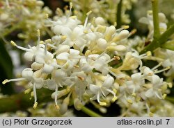 Syringa reticulata ssp. amurensis (lilak amurski)