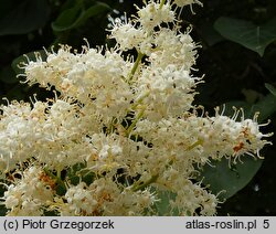 Syringa reticulata ssp. amurensis (lilak amurski)