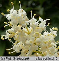 Syringa reticulata ssp. amurensis (lilak amurski)