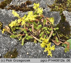 Sedum sexangulare (rozchodnik sześciorzędowy)