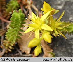 Sedum sexangulare (rozchodnik sześciorzędowy)