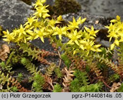 Sedum sexangulare (rozchodnik sześciorzędowy)