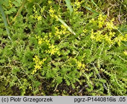 Sedum sexangulare (rozchodnik sześciorzędowy)