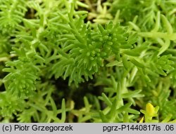 Sedum sexangulare (rozchodnik sześciorzędowy)