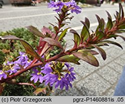 Scaevola aemula (scewola)