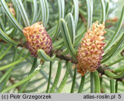 Picea omorika (świerk serbski)