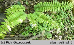 Polystichum aculeatum (paprotnik kolczysty)