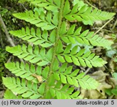 Polystichum aculeatum (paprotnik kolczysty)