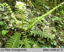 Polystichum aculeatum (paprotnik kolczysty)