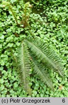 Polystichum aculeatum (paprotnik kolczysty)