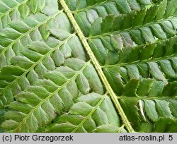 Polystichum aculeatum (paprotnik kolczysty)