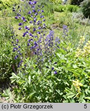 Baptisia australis (baptysja błękitna)