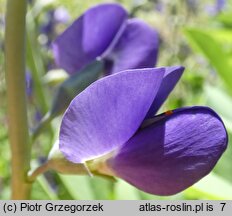 Baptisia australis (baptysja błękitna)