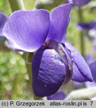 Baptisia australis (baptysja błękitna)
