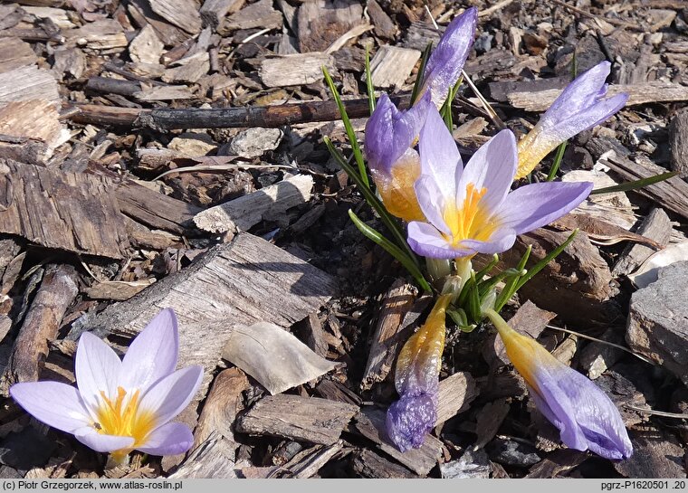 Crocus sieberi (krokus Siebera)