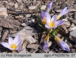 Crocus sieberi (krokus Siebera)