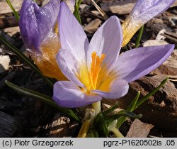 Crocus sieberi (krokus Siebera)