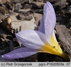 Crocus sieberi (krokus Siebera)