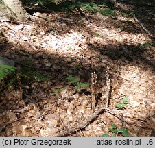 Monotropa hypopitys (korzeniówka pospolita)