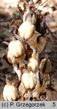 Monotropa hypopitys (korzeniówka pospolita)