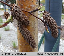 Betula utilis ssp. albosinensis (brzoza białochińska)