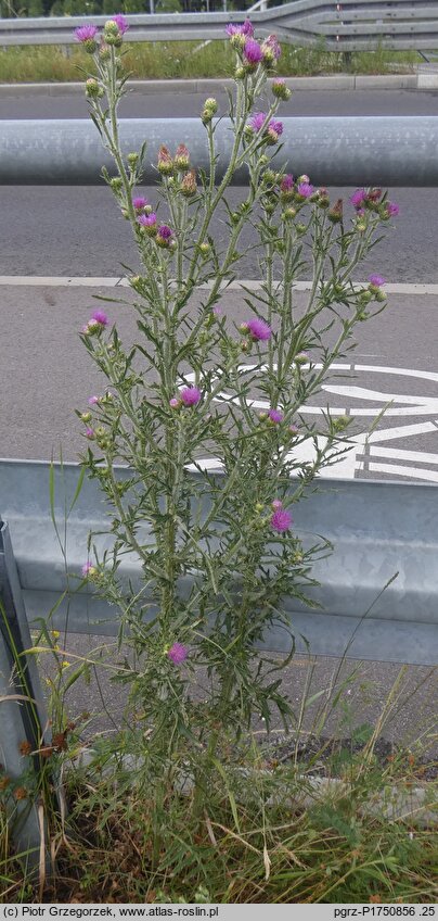 Cirsium ×subspinuligerum