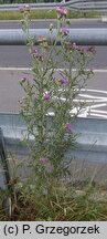 Cirsium ×subspinuligerum