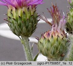 Cirsium ×subspinuligerum