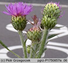 Cirsium ×subspinuligerum