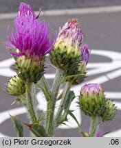 Cirsium ×subspinuligerum