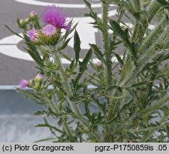 Cirsium ×subspinuligerum