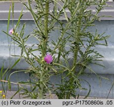 Cirsium ×subspinuligerum