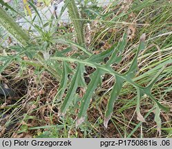 Cirsium ×subspinuligerum