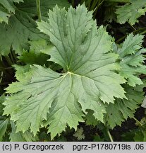 Ligularia ×palmatiloba (języczka dłoniasta)