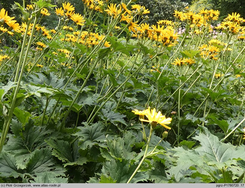 Ligularia ×palmatiloba (języczka dłoniasta)