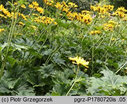 Ligularia ×palmatiloba (języczka dłoniasta)