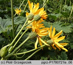 Ligularia ×palmatiloba (języczka dłoniasta)