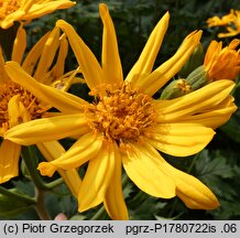 Ligularia ×palmatiloba (języczka dłoniasta)