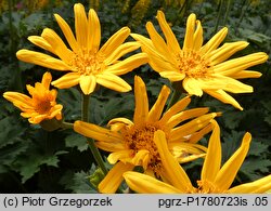 Ligularia ×palmatiloba (języczka dłoniasta)