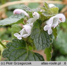 Lamium purpureum (jasnota purpurowa)