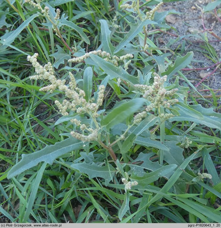 Atriplex tatarica (łoboda szara)