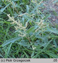 Atriplex tatarica (łoboda szara)