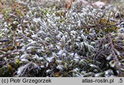 Hedwigia ciliata (hedwigia rzęsowata)